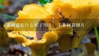 茶树菇长什么样子图片，干茶树菇图片