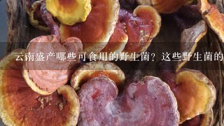 云南盛产哪些可食用的野生菌？这些野生菌的价格高不