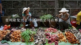 贵州隆发兴金耳菌种植公司在那里