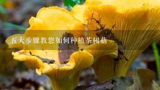 5大步骤教您如何种植茶树菇