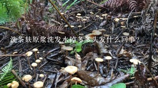 洗茶麸原浆洗发水掉多多头发什么回事?