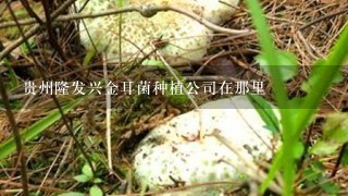 贵州隆发兴金耳菌种植公司在那里