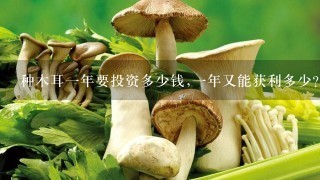 种木耳1年要投资多少钱,1年又能获利多少?