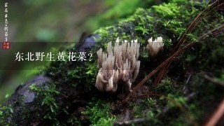 东北野生黄花菜？