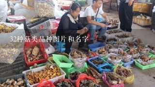 32种菇类品种图片和名字