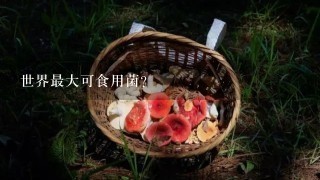 世界最大可食用菌？