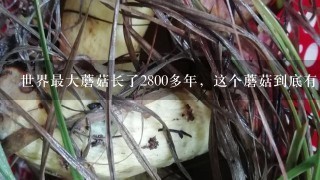 世界最大蘑菇长了2800多年，这个蘑菇到底有多大？