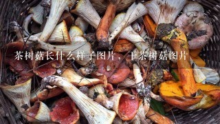 茶树菇长什么样子图片，干茶树菇图片