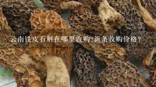 云南铁皮石斛在哪里收购?新条收购价格?