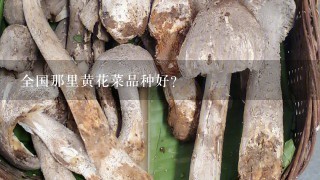 全国那里黄花菜品种好？