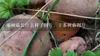 茶树菇长什么样子图片，干茶树菇图片