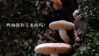 鸭肉能和玉米炖吗？