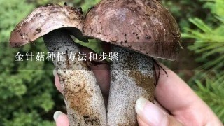 金针菇种植方法和步骤