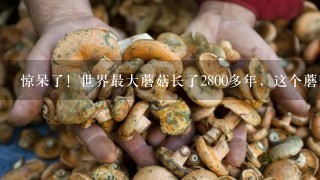 惊呆了！世界最大蘑菇长了2800多年，这个蘑菇有什么