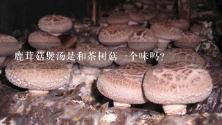 鹿茸菇煲汤是和茶树菇一个味吗？