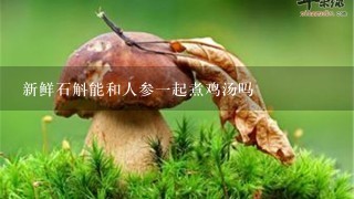 新鲜石斛能和人参1起煮鸡汤吗