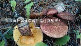 银耳菌种怎样保藏？要注意哪些？