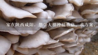 家在陕西咸阳，想学大棚种植香菇。求方案，带图片最好。