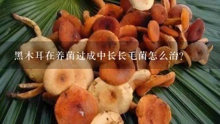 黑木耳在养菌过成中长长毛菌怎么治？