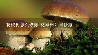 花椒树怎么修剪 花椒树如何修剪