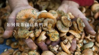 如何做茶树菇番鸭汤