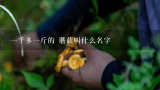 1千多1斤的 蘑菇叫什么名字