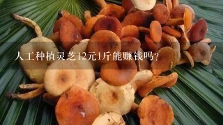 人工种植灵芝12元1斤能赚钱吗？