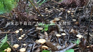 玉米芯平菇高产配方，怎么发酵好