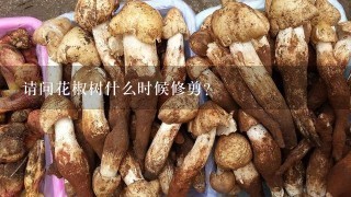 请问花椒树什么时候修剪？