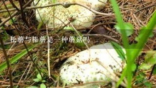 松蘑与榛蘑是1种蘑菇吗