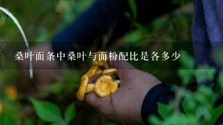 桑叶面条中桑叶与面粉配比是各多少