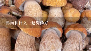 鸭肉和什么1起煲汤好