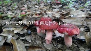 你吃过最棒的野生菌是什么样的？