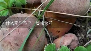 什么菜和鸭子1起炖最好