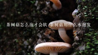 茶树菇怎么泡才会软 茶树菇用什么水泡发