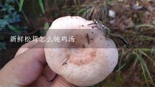 新鲜松茸怎么炖鸡汤