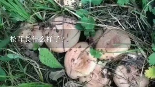 松茸长什么样子?