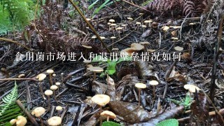 食用菌市场进入和退出壁垒情况如何