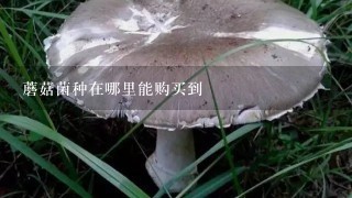 蘑菇菌种在哪里能购买到