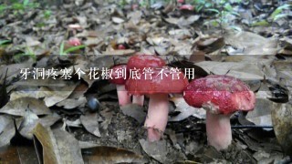 牙洞疼塞个花椒到底管不管用