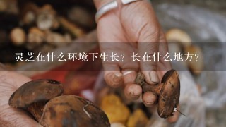 灵芝在什么环境下生长？长在什么地方？