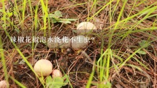 辣椒花椒泡水浇花不生虫？