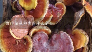 野生菌菇种类图片大全