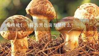 像核桃仁1样的黑色菌类是什么？