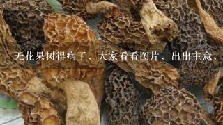 无花果树得病了，大家看看图片，出出主意，谢谢啊~~~