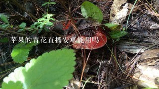 苹果的青花直播安卓能用吗