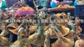 蘑菇有哪些种类图片在地上土里面种的1种磨菇叫什么