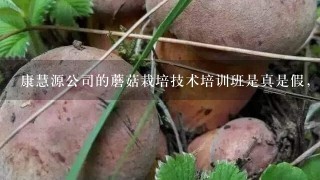 康慧源公司的蘑菇栽培技术培训班是真是假，能学到真正的栽培技术吗？