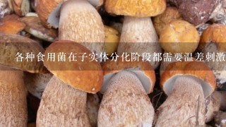 各种食用菌在子实体分化阶段都需要温差刺激。( )