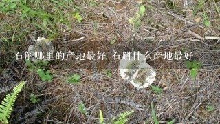 石斛哪里的产地最好 石斛什么产地最好